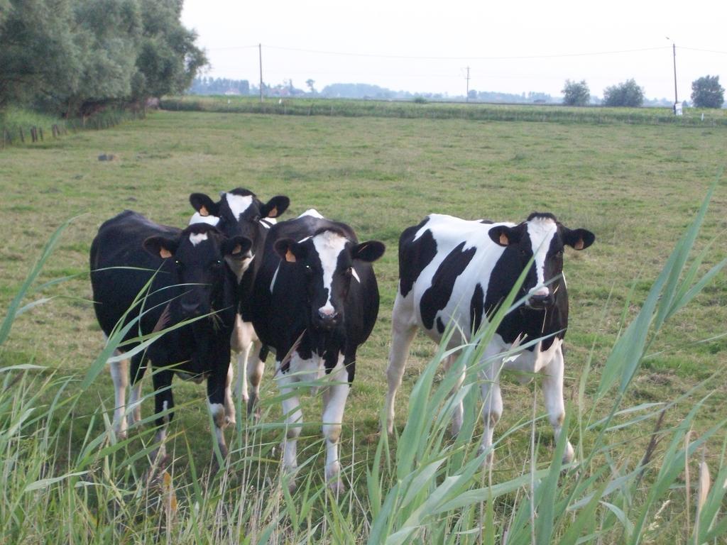 Victoria Fields Ferienhaus Diksmuide